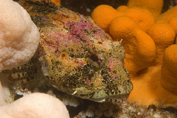 Very brightly coloured Scorpionfish, surrounded by soft c... by Mike Clark 